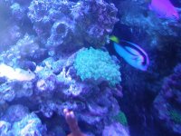 bubble coral.jpg