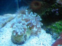 IMG_1240.JPG