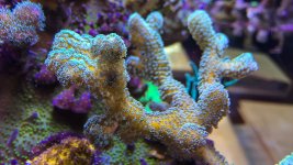 IMG_2910.jpg