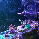 ImageUploadedByReefs2018-11-26 13:28:53 EST.jpg