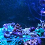 ImageUploadedByReefs2018-11-26 13:40:36 EST.jpg