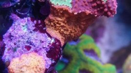 IMG_20181128_172451_078.jpg