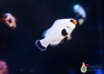 white clownfish.jpg
