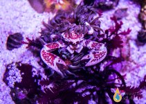anemone crab11.jpg