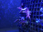 pink millepora frags.jpg