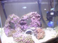 fish 008.jpg