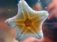 DSC00553starfishMR.jpg