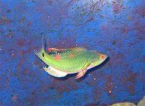 FairyWrasse.jpg
