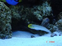 goby.jpg