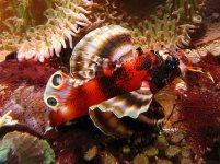 Lionfish III.jpg