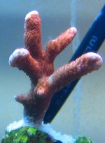 IMG_0520.JPG