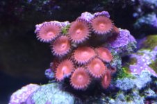 Tank thread Update 048.jpg