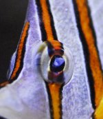 closeup.jpg closeup.jpg