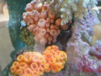 DSCN3176.jpg