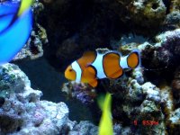 nemo.jpg