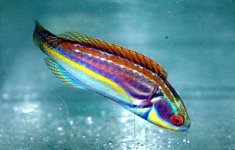 laboutiwrasse.jpg