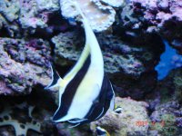 Moorish Idol.jpg