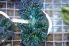 CLAMS 009.jpg