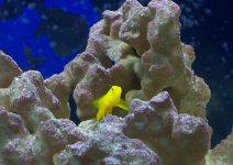 Goby.jpg