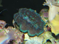 coralsclams6-7-07048.jpg