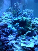 Left over coral 2.jpg