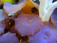 shroom5.jpg