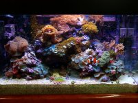 show reef tank.jpg