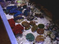 large coral and clam tank.jpg