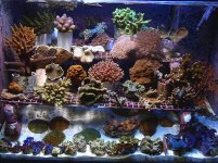 sps and clam sale tank.jpg