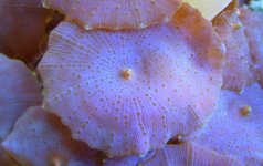 shroom3.jpg