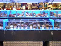 more tons of corals for sale.jpg