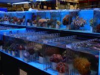 tons of corals for sale.jpg