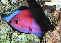 anthias.jpg