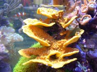 yellow coral in cube tank.jpg