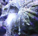 clam1.jpg