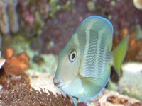 atlantic blue tang.jpg