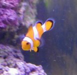 clownfish1.jpg