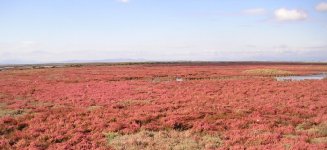 pink_bushes_small.jpg