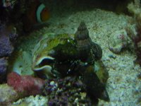 hermits eating clam.jpg