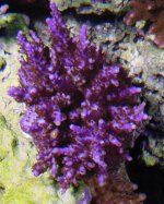 purple.jpg