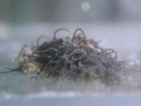 dscn5415.jpg