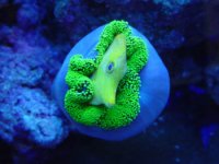 green1.jpg
