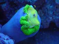 green2.jpg