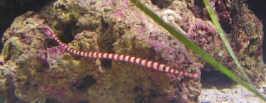 pipefish2.jpg