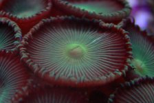 buttonpolyp041503.jpg