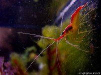 cleaner shrimp.jpg