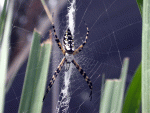 spider.gif