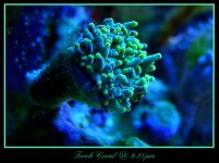 torch coral 935pm.jpg