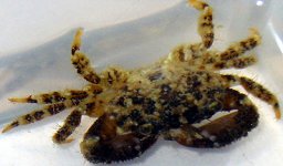 badcrab.jpg