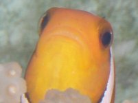 clownfacemacro.jpg